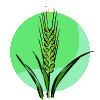 wheat