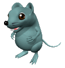Rat