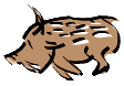 boar