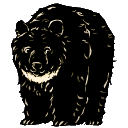 bear
