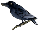 CROW