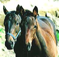 horse