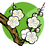 apricot