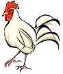 rooster