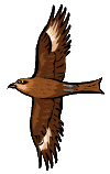 tobi