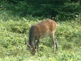 deer