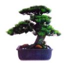 bonsai