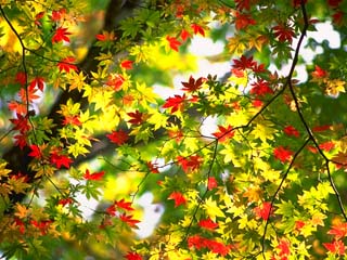 fall