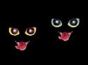 yamaneko