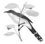 cuckoo