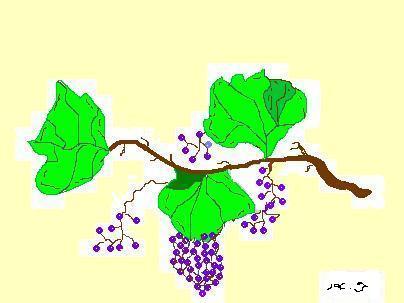grape