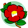 a camellia