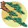 pine