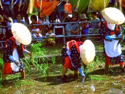 taue