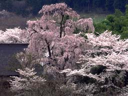 sakura