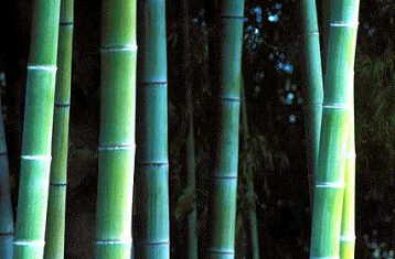 bamboo