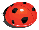 ladybird