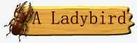 Ladybird
