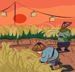 rice harvest