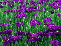 iris
