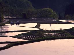 rice paddy
