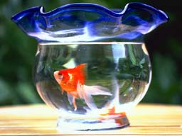 gold fish