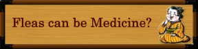 Fleas can be medicine?