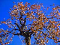 persimmon