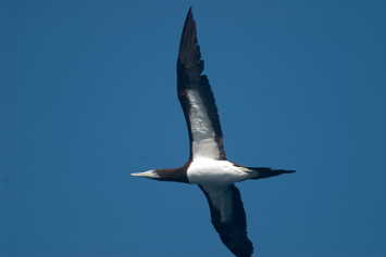 bird1