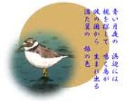 hamachidori