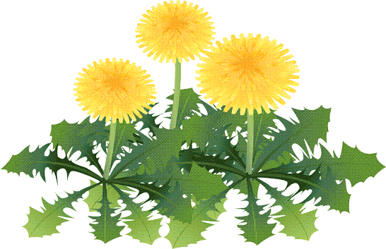 dandelion