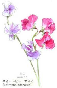 sweetpea