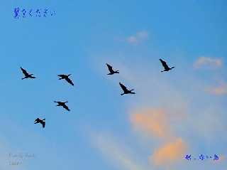 wings