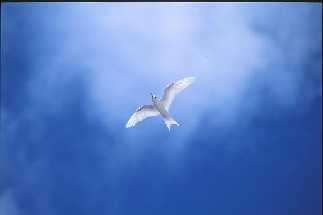 wings