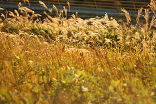 wind