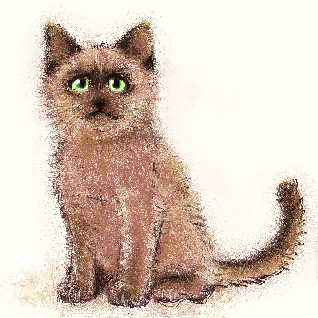 cat