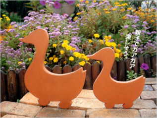 duck