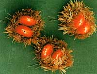 chestnut