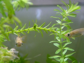 killifish