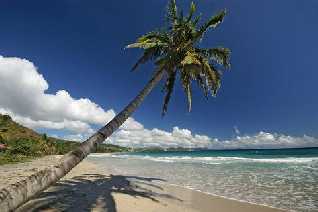 coconut
